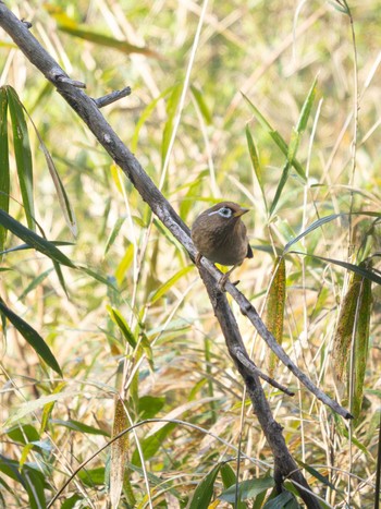 ガビチョウ 高崎自然の森 2024年3月30日(土)