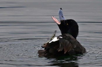 Tufted Duck 田貫湖 Wed, 3/27/2024