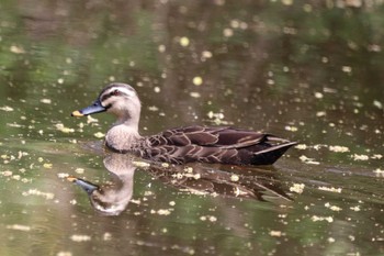 Eastern Spot-billed Duck 祖父江ワイルドネイチャー緑地 Sat, 3/30/2024