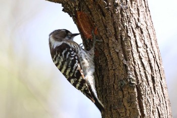 Japanese Pygmy Woodpecker 祖父江ワイルドネイチャー緑地 Sat, 3/30/2024