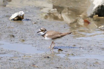 Little Ringed Plover Fujimae Tidal Flat Sat, 3/30/2024