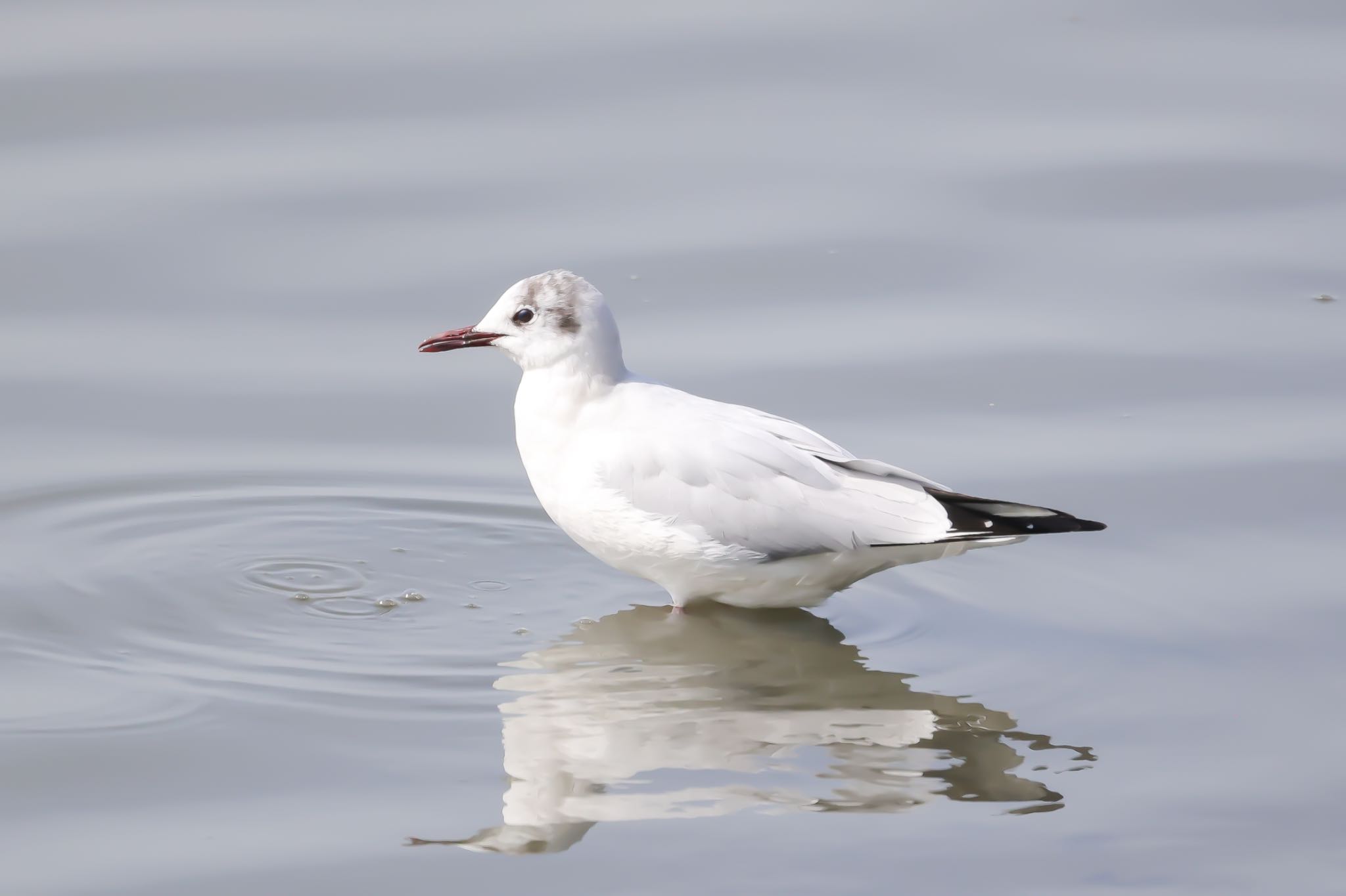 Photo of Black-headed Gull at Fujimae Tidal Flat by ベルサス