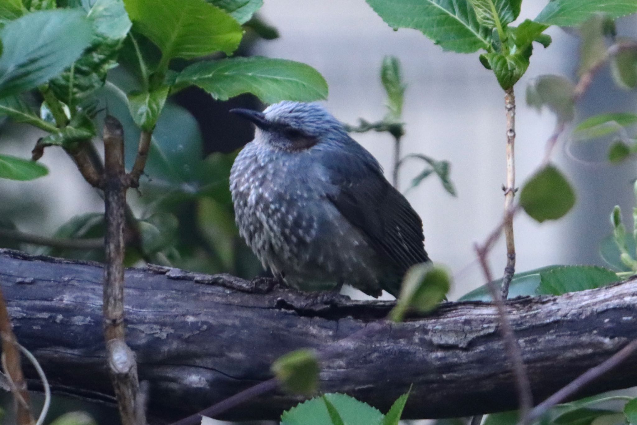 豊洲ぐるり公園 ヒヨクドリの写真 by 十三郎