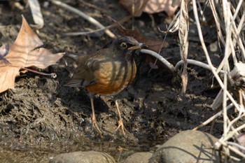 Brown-headed Thrush(orii) Unknown Spots Unknown Date