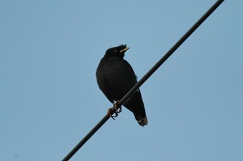 2018年12月18日(火) 神奈川県横浜市の野鳥観察記録