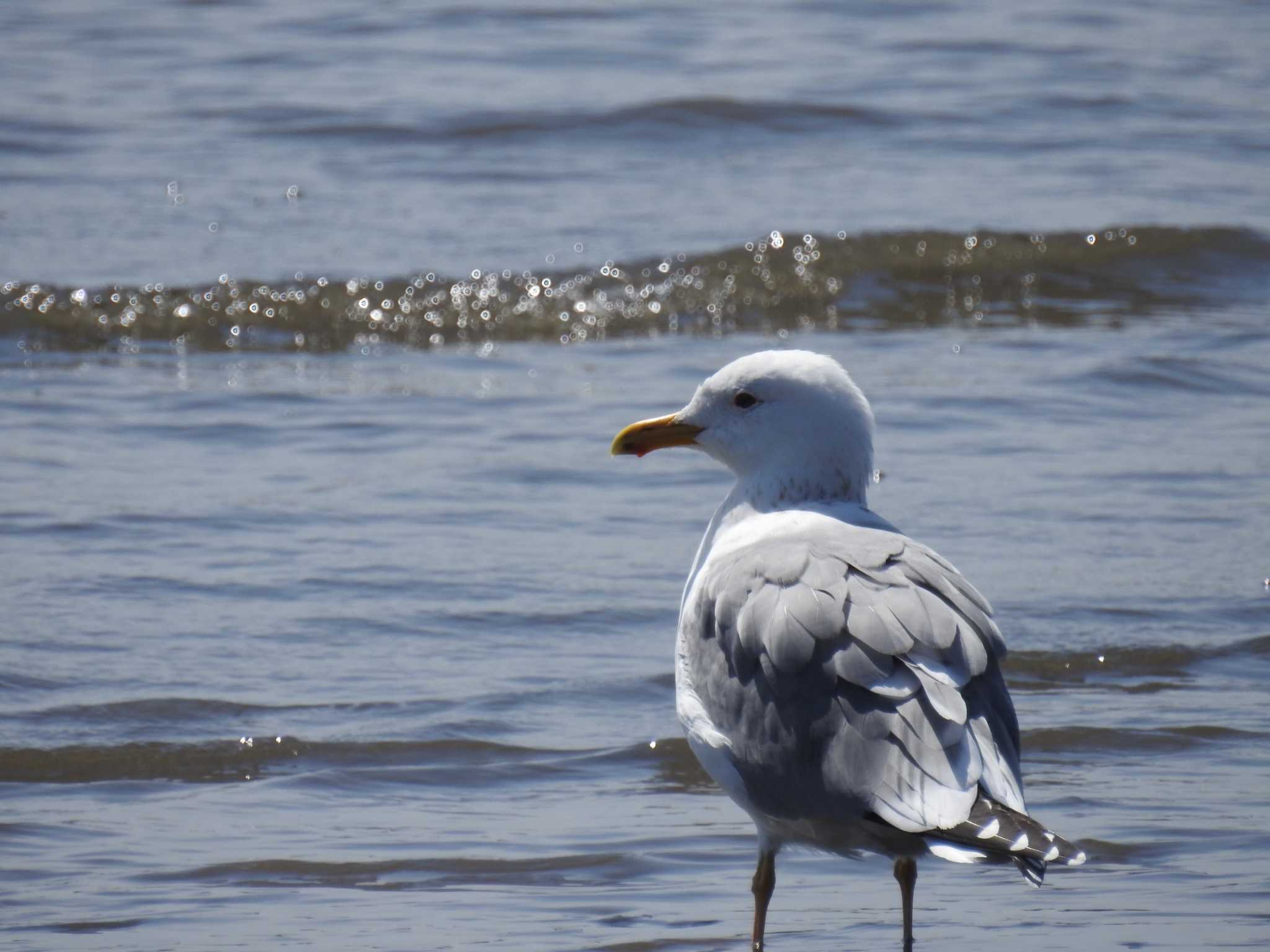 Vega Gull