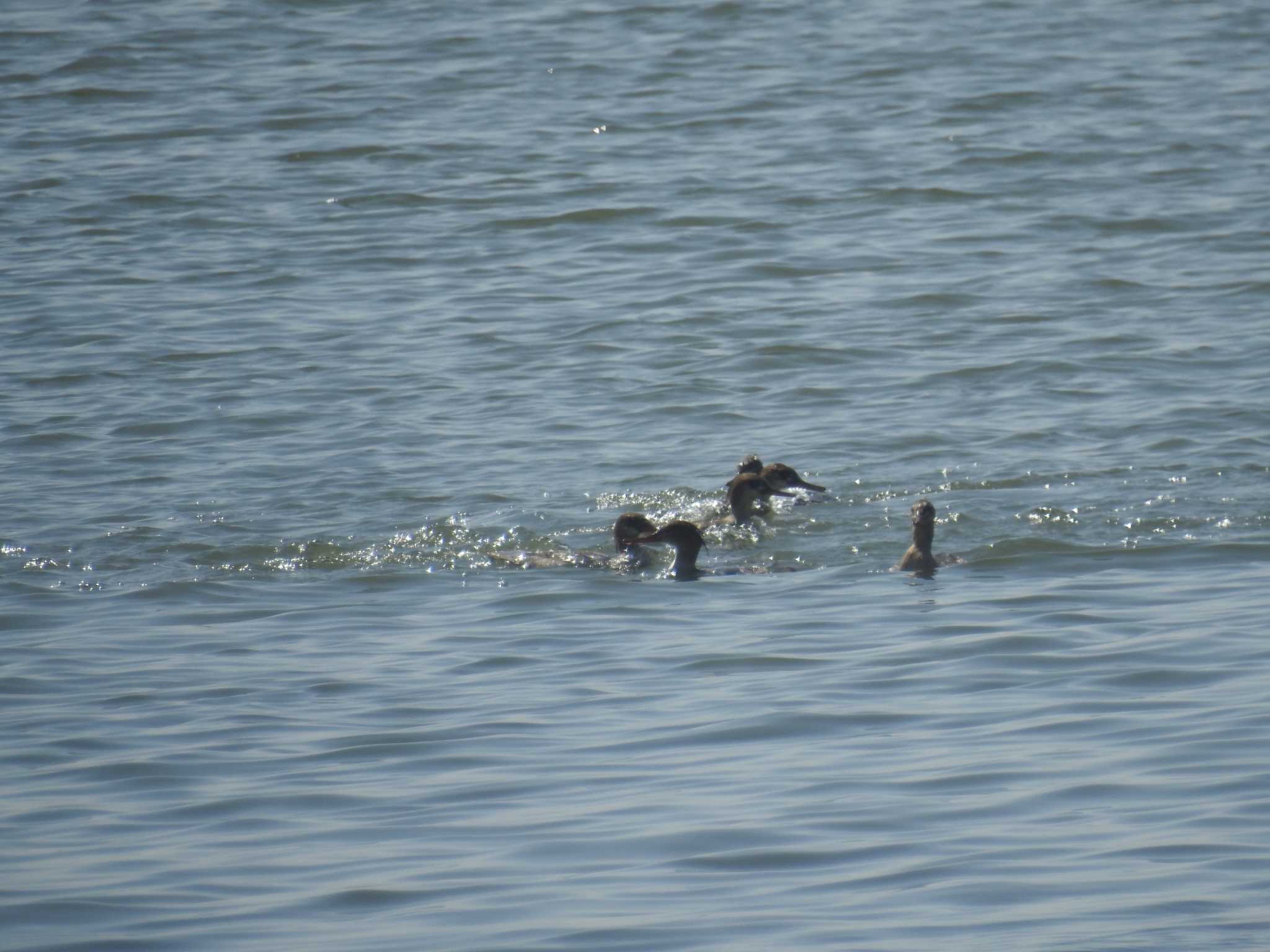 Red-breasted Merganser