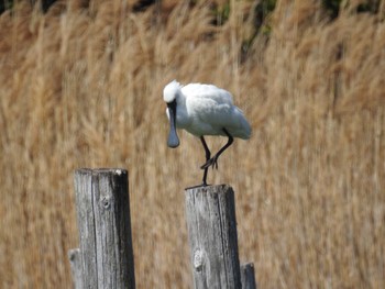 Black-faced Spoonbill Kasai Rinkai Park Sat, 3/30/2024