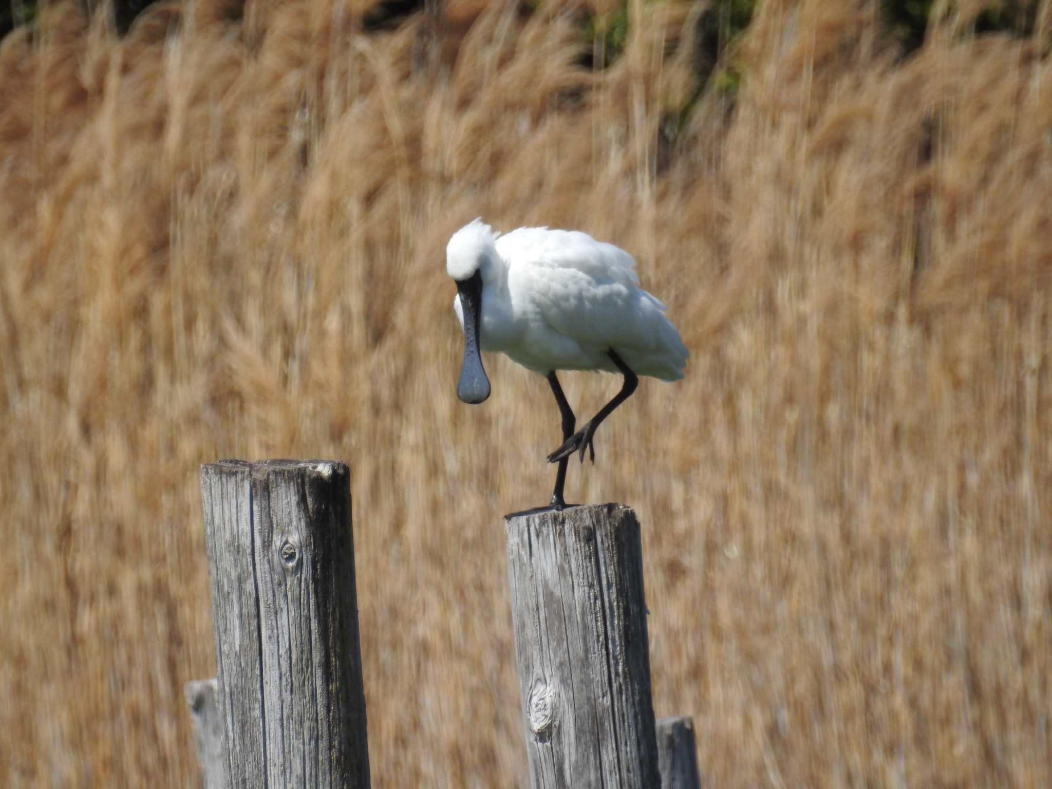 Photo of Black-faced Spoonbill at Kasai Rinkai Park by Kozakuraband