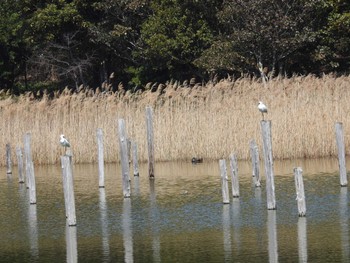 クロツラヘラサギ 葛西臨海公園 2024年3月30日(土)