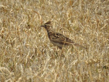 Eurasian Skylark Kasai Rinkai Park Sat, 3/30/2024