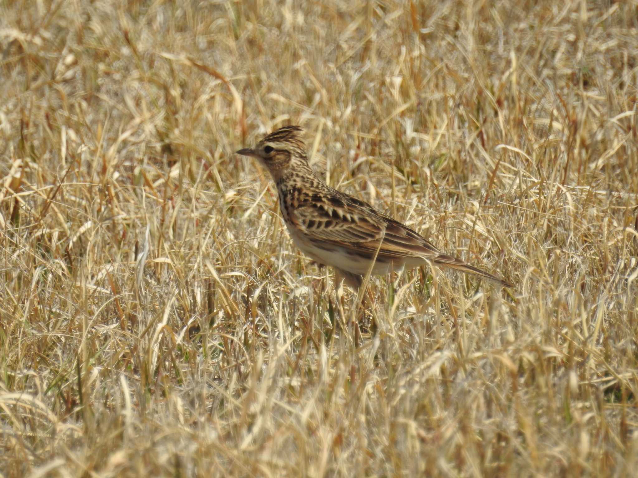 Photo of Eurasian Skylark at Kasai Rinkai Park by Kozakuraband