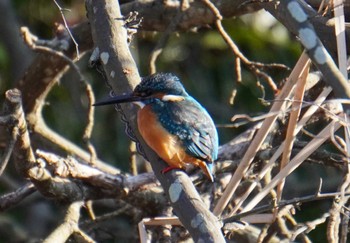 Sat, 2/3/2024 Birding report at 国立科学博物館附属自然教育園 (港区, 東京)