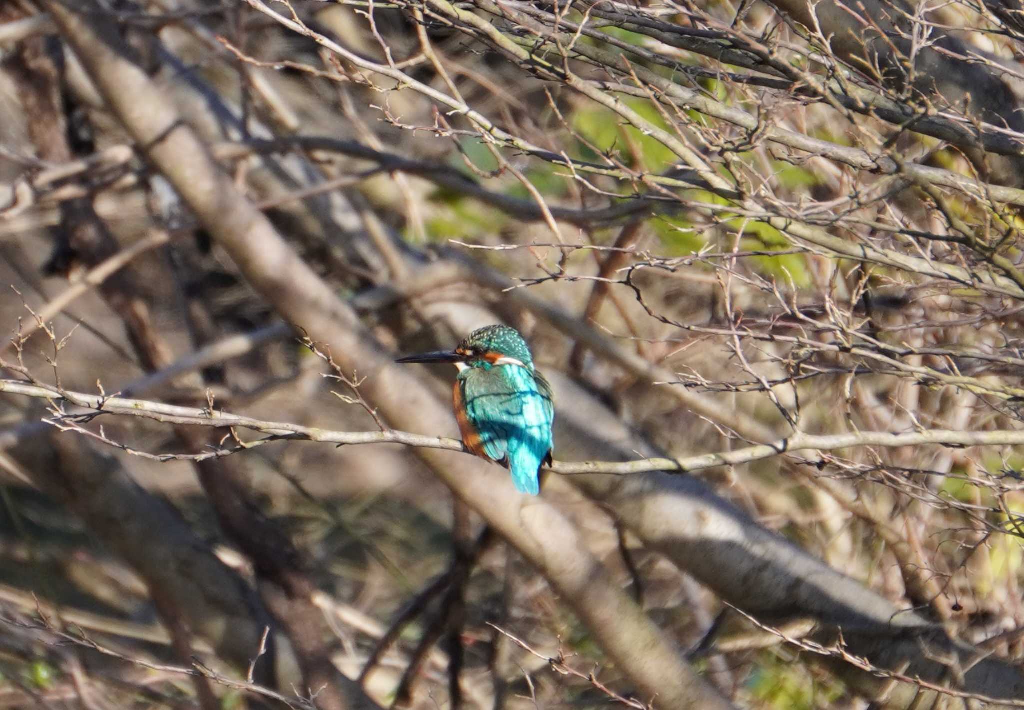 Common Kingfisher