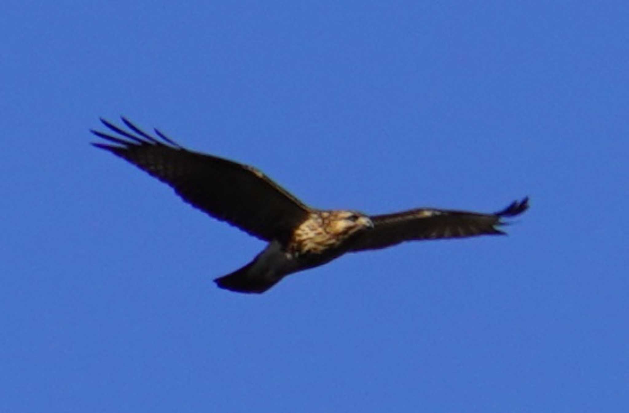 Photo of Eastern Buzzard at 国立科学博物館附属自然教育園 (港区, 東京) by kj