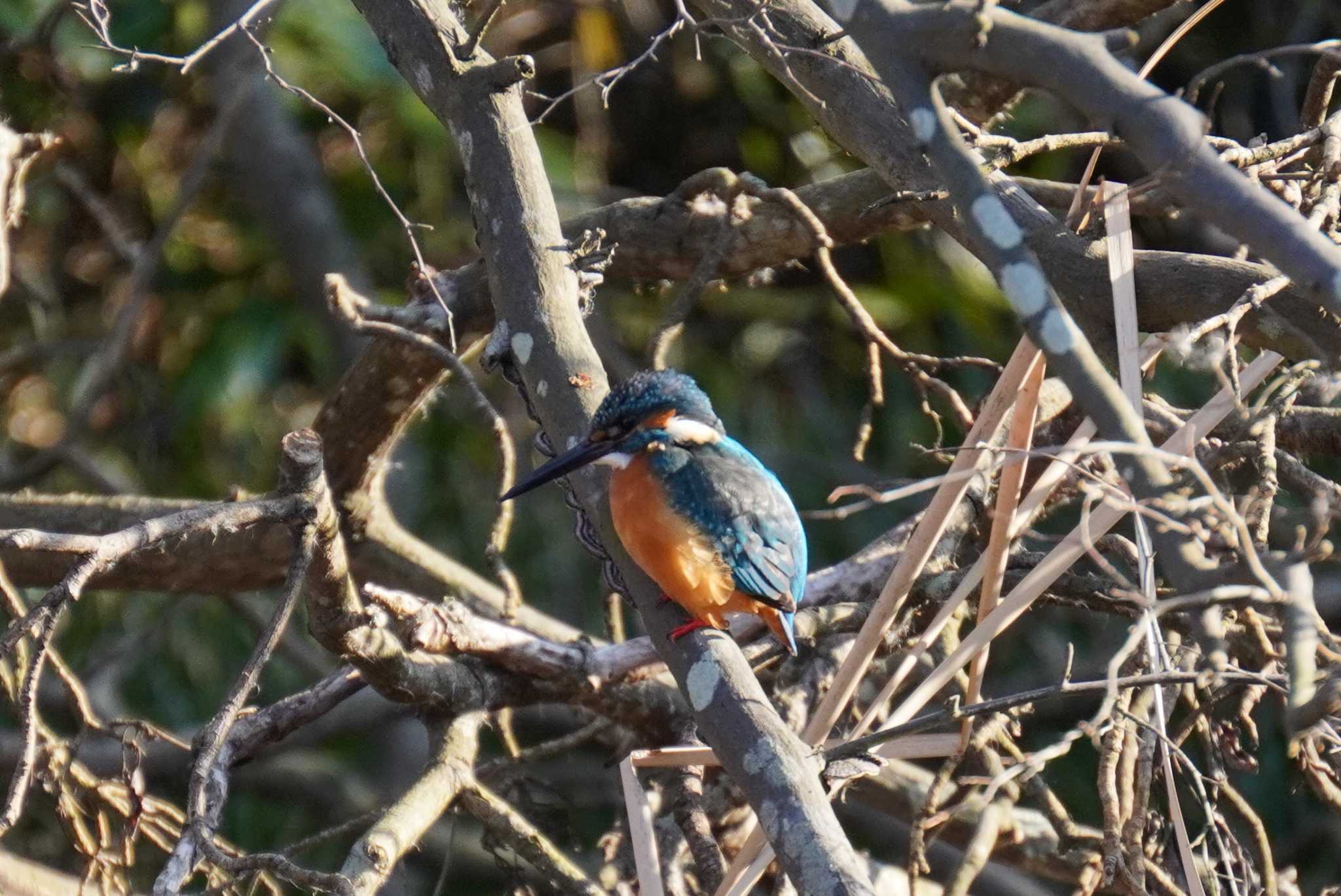 Common Kingfisher