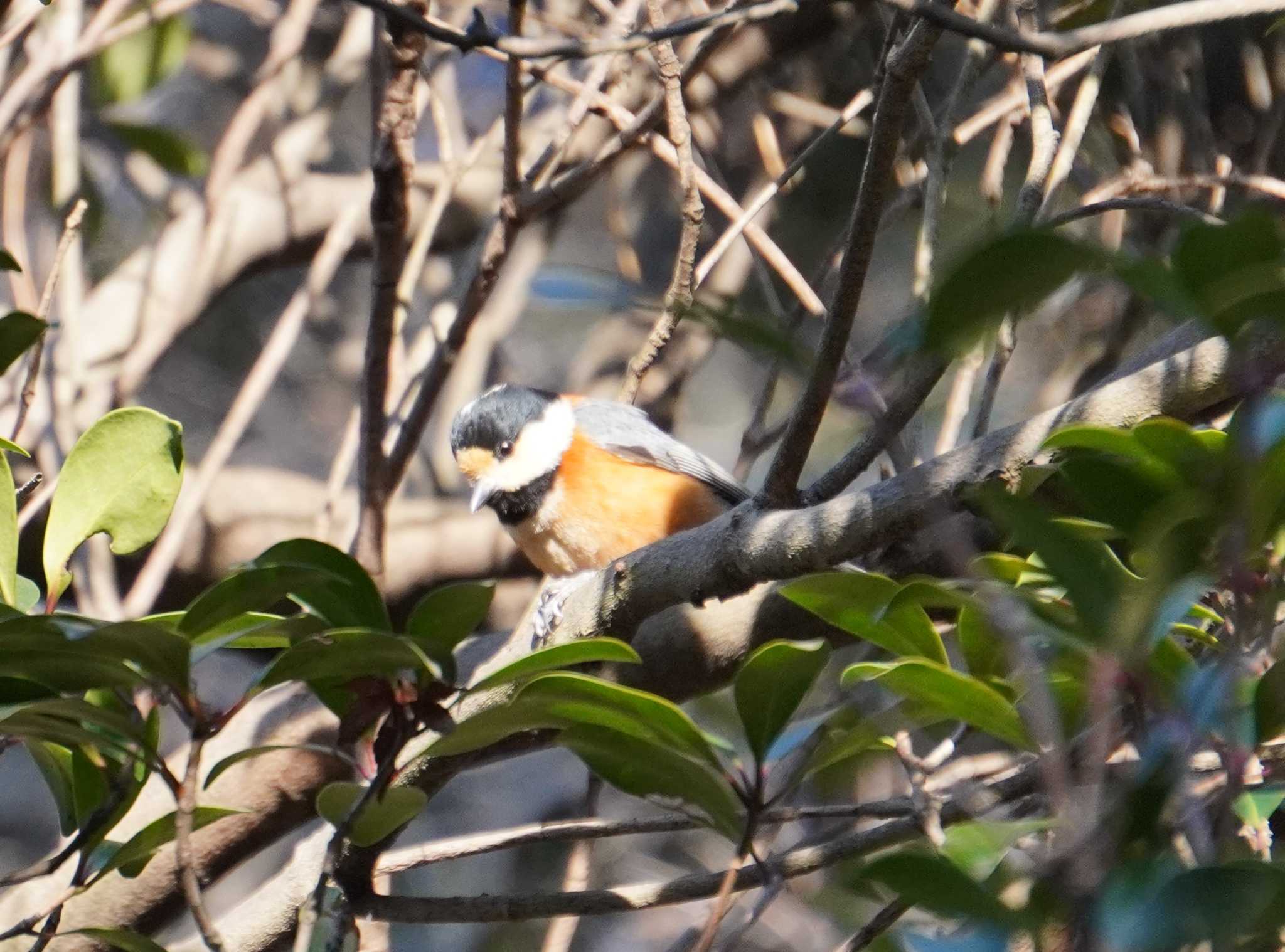 Varied Tit