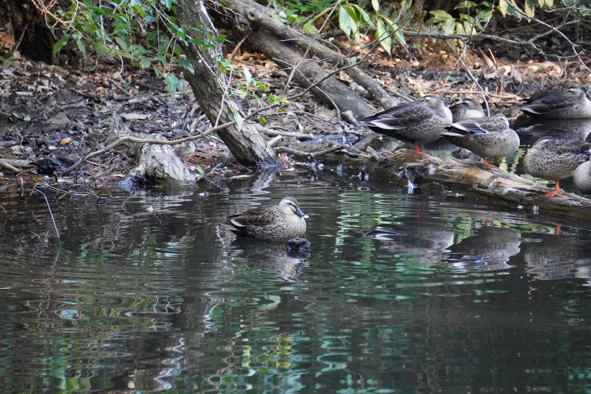 Eastern Spot-billed Duck