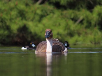 サカツラガン 大池親水公園 2024年3月30日(土)