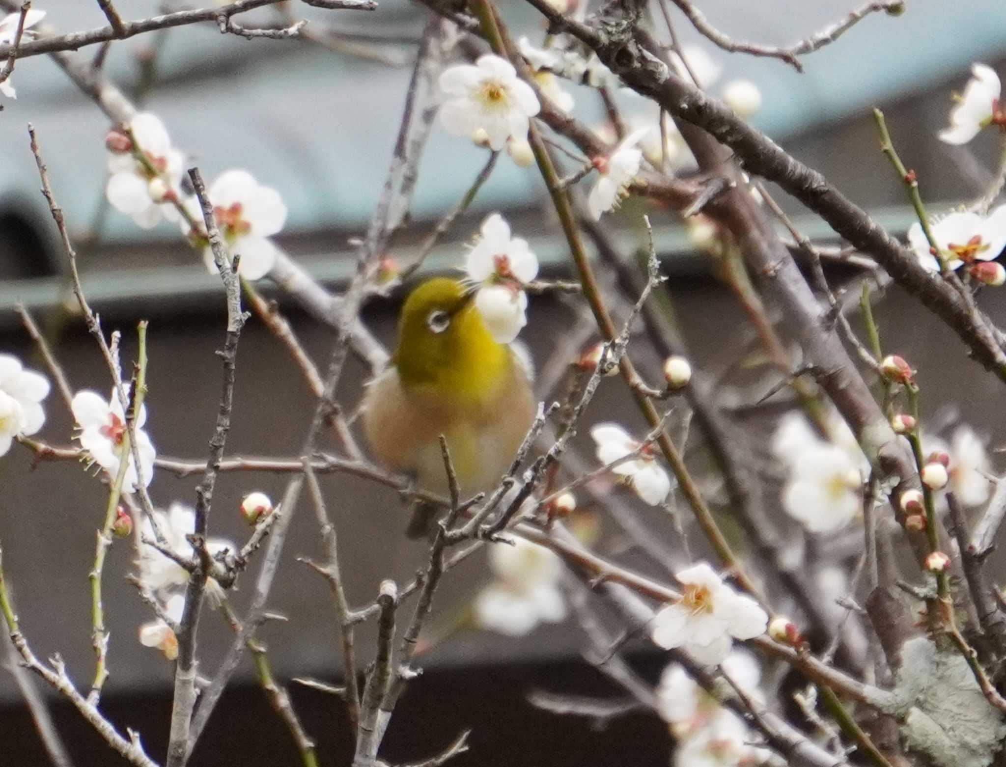 Photo of Warbling White-eye at 鎌倉 by kj