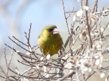 Grey-capped Greenfinch 淀川河川公園 Fri, 3/22/2024