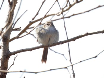 Japanese Bush Warbler 淀川河川公園 Fri, 3/22/2024