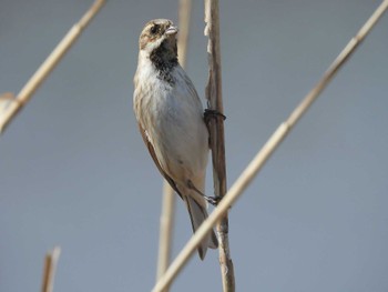 Common Reed Bunting 淀川河川公園 Fri, 3/22/2024