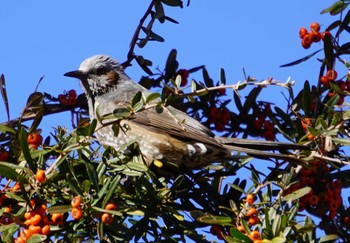 2024年1月14日(日) 逗子の野鳥観察記録