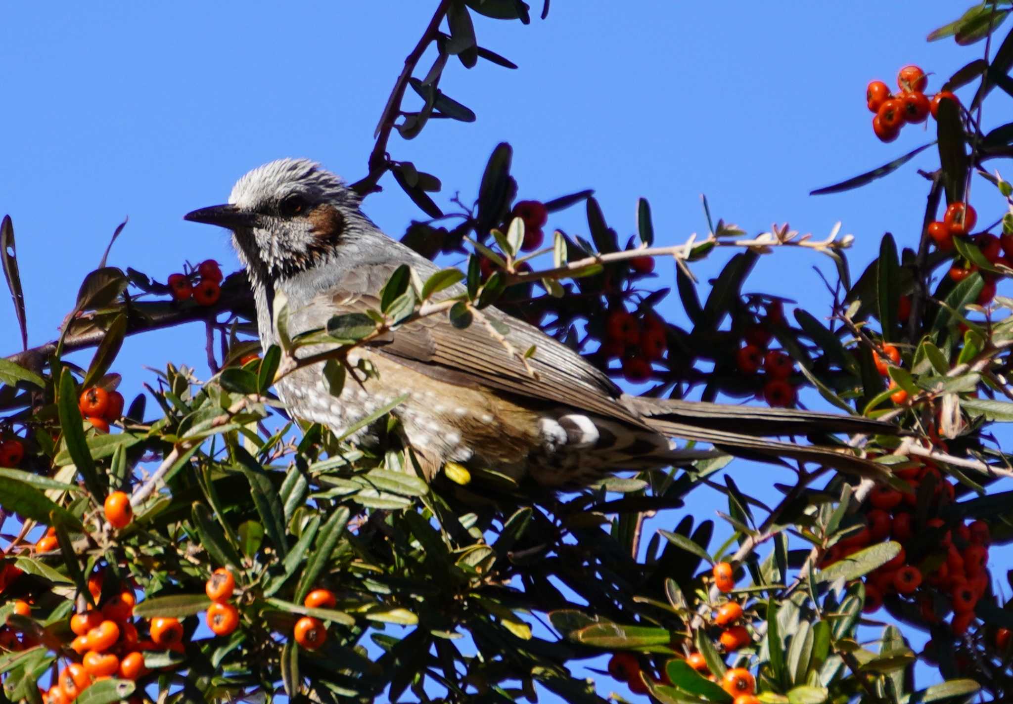 Brown-eared Bulbul