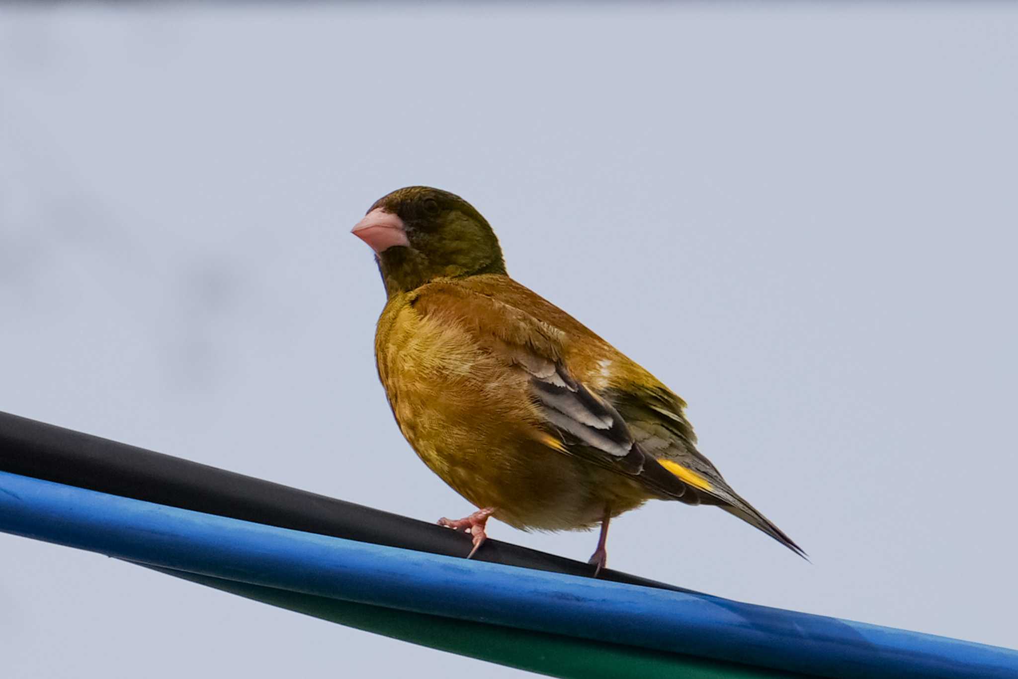 Grey-capped Greenfinch