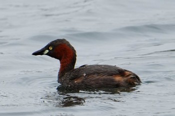 Little Grebe 江津湖 Sat, 3/30/2024