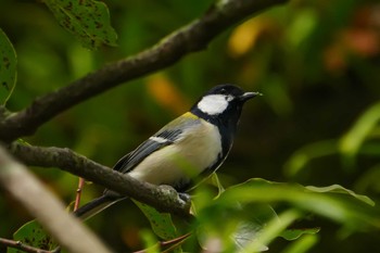 Japanese Tit 江津湖 Sat, 3/30/2024