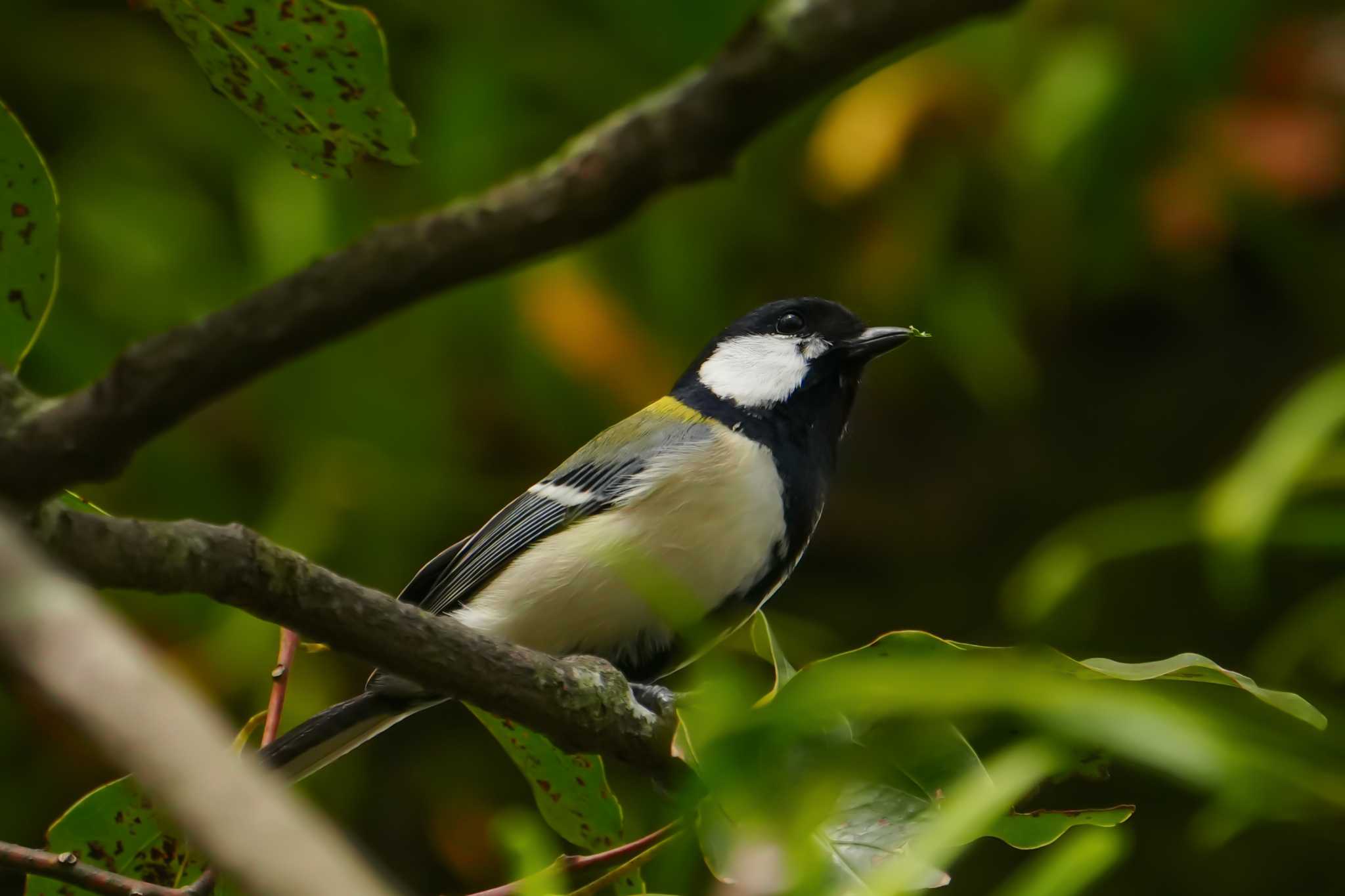 Japanese Tit