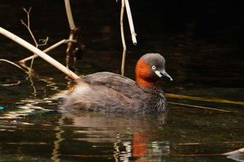 Little Grebe 江津湖 Sat, 3/30/2024