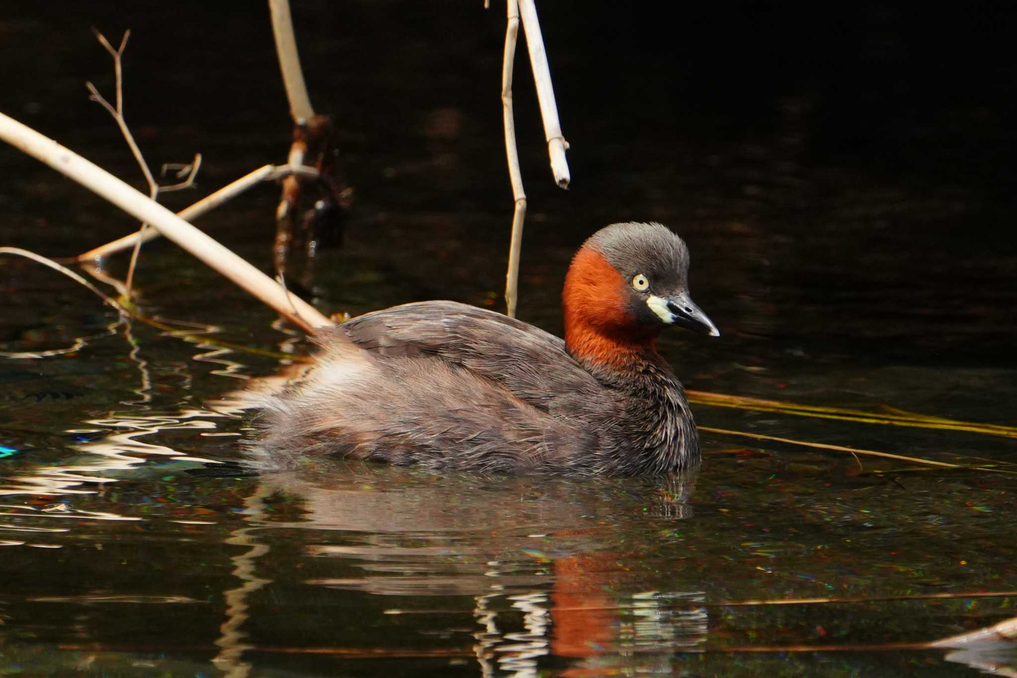 Little Grebe