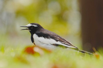 Japanese Wagtail 江津湖 Sat, 3/30/2024