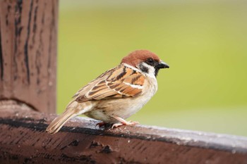 Eurasian Tree Sparrow 江津湖 Sat, 3/30/2024