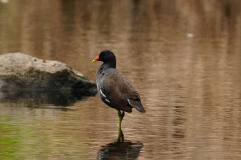 Common Moorhen 江津湖 Sat, 3/30/2024