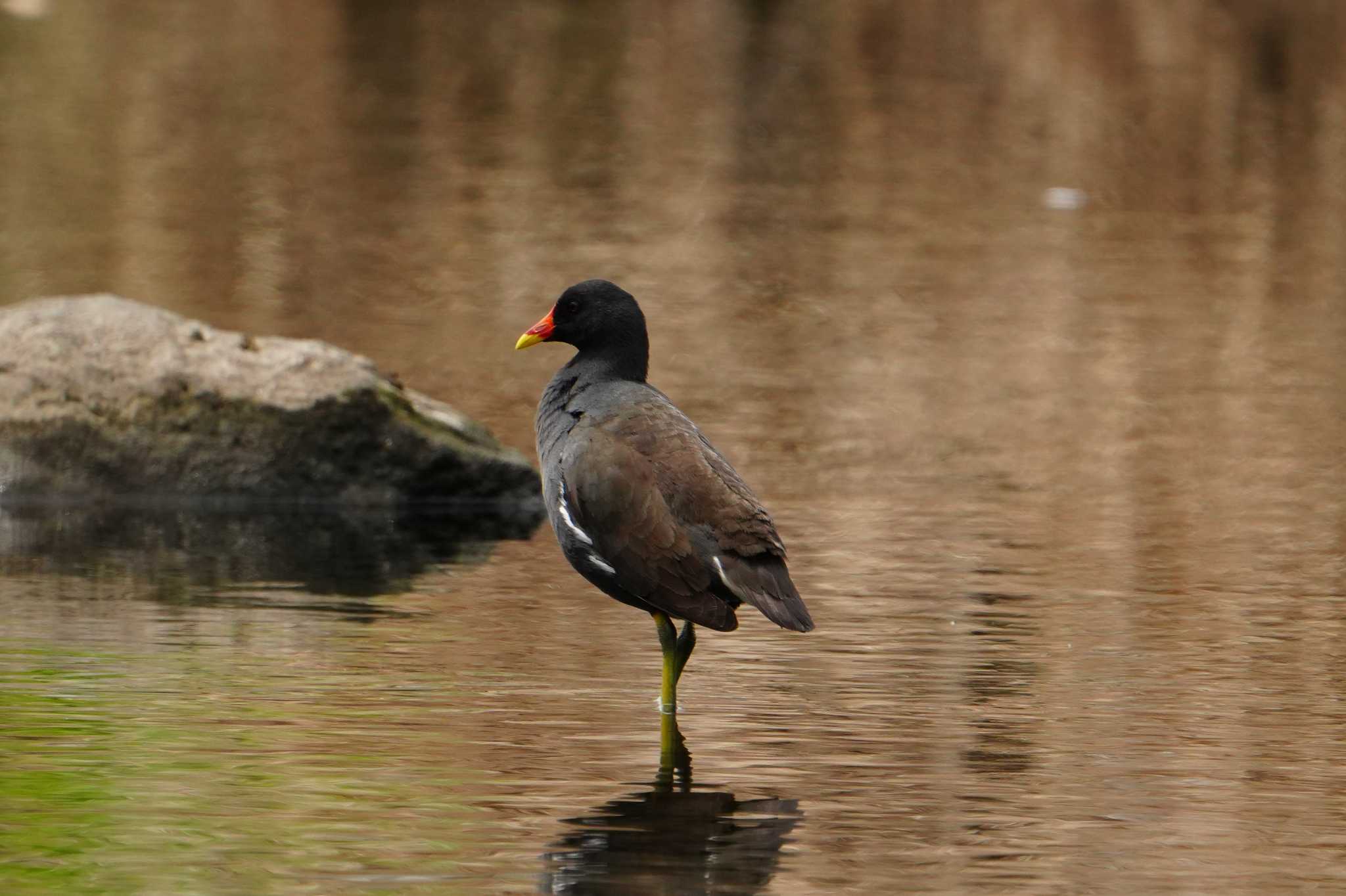 Common Moorhen