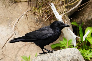 Carrion Crow 江津湖 Sat, 3/30/2024