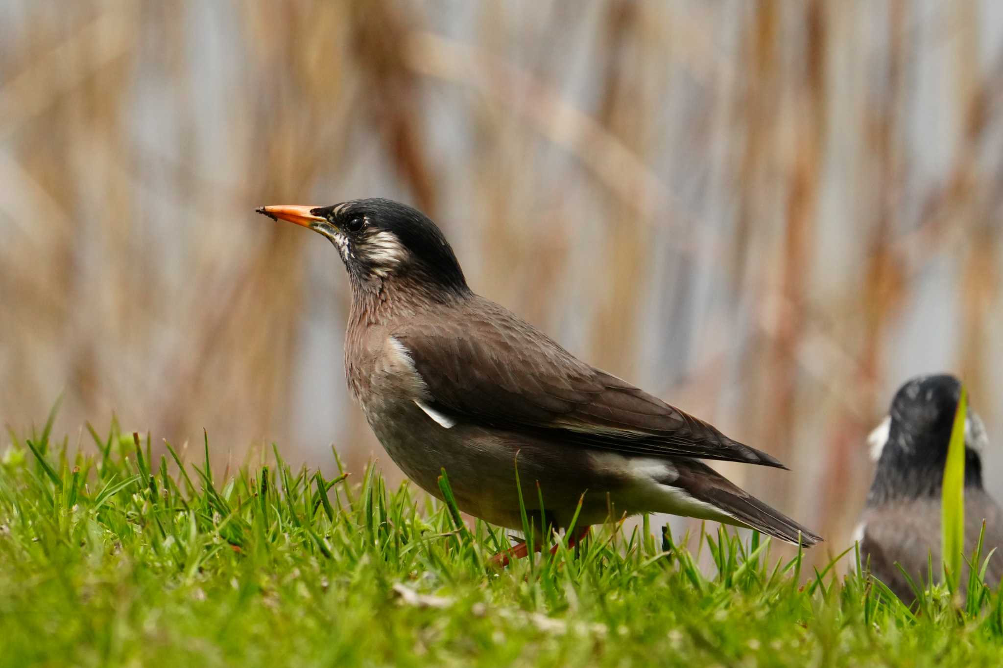 White-cheeked Starling