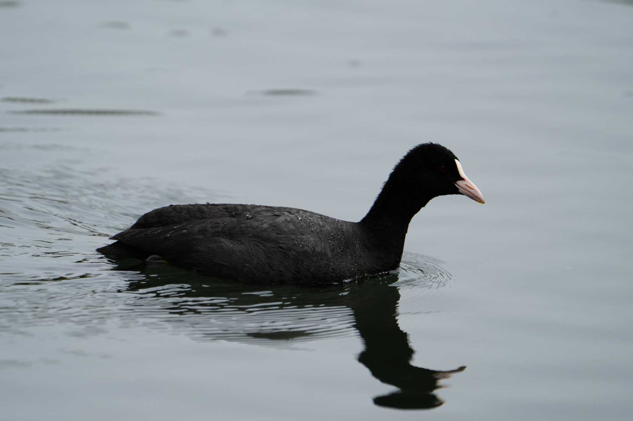 Photo of Eurasian Coot at 江津湖 by ksd_おがわ