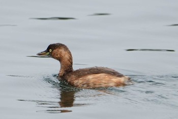 Little Grebe 江津湖 Sat, 3/30/2024