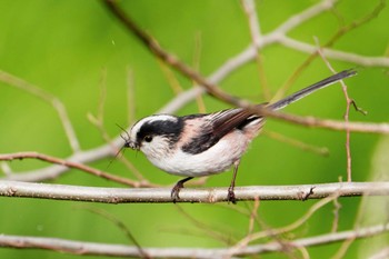 Long-tailed Tit 八景水谷公園 Sat, 3/30/2024