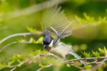 Japanese Tit 八景水谷公園 Sat, 3/30/2024