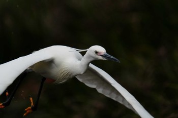 コサギ 八景水谷公園 2024年3月30日(土)