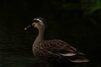 Eastern Spot-billed Duck 八景水谷公園 Sat, 3/30/2024