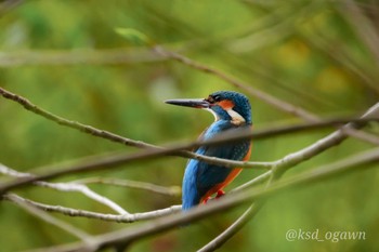 Common Kingfisher 八景水谷公園 Sat, 3/30/2024