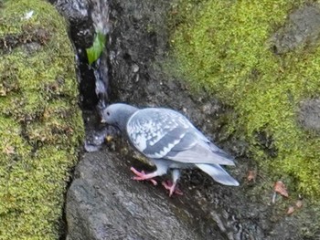 Rock Dove 近所 Sat, 2/3/2024