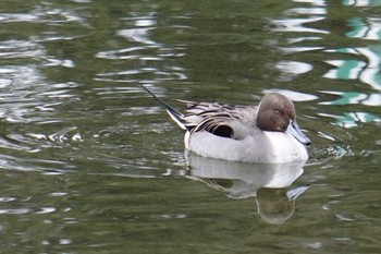 Northern Pintail 近所 Sat, 2/3/2024